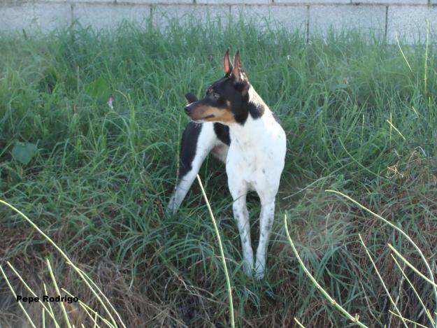 gos rater valencia o perro ratonero valenciano