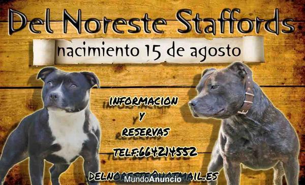 Gran camada de staffordshire bull terrier