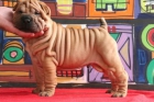 Shar-pei cachorrita arrugadita extra color chocolate 100 pedigree. - mejor precio | unprecio.es