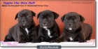 staffordshire bull terrier cachorros - mejor precio | unprecio.es