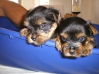 vendo 3 yorkshires - mejor precio | unprecio.es