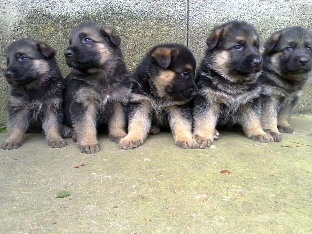 Vendo cachorros de pastor aleman ( de raza ) muy economicos en lloret de mar ( girona )