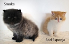 vendo estos 2 gatos macho persa exotico en donostia San Sebastian guipuzcoa navarra bilbao - mejor precio | unprecio.es