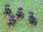 WESTY, LABRADOR, COCKER INGLES Y AMERICANO, YORKSHIRE TERRIER ENANO Y TOY - mejor precio | unprecio.es