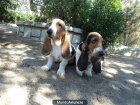 BASSET HOUND TRICOLOR - mejor precio | unprecio.es