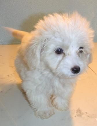 BICHON  MALTES  STANDAR   410