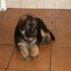 CACHORROS PASTOR ALEMAN - mejor precio | unprecio.es