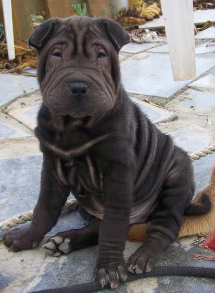 CACHORROS SHAR PEI