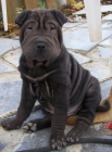 CACHORROS SHAR PEI - mejor precio | unprecio.es