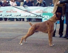 Excelente boxer para montas - mejor precio | unprecio.es