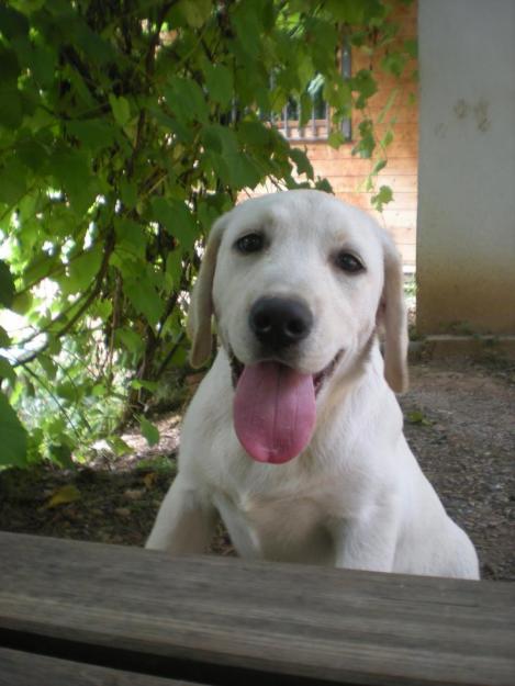 labrador  cachorros labrador criadero en barcelona