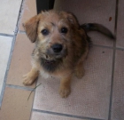 Perrita abandonada - mejor precio | unprecio.es