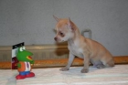 Preciosos Chihuahua miniatura. - mejor precio | unprecio.es