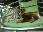 presioso chihuahua en venta - mejor precio | unprecio.es