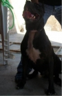 SE OFRECE PARA MONTAS AMERICAN PITT BULL - mejor precio | unprecio.es