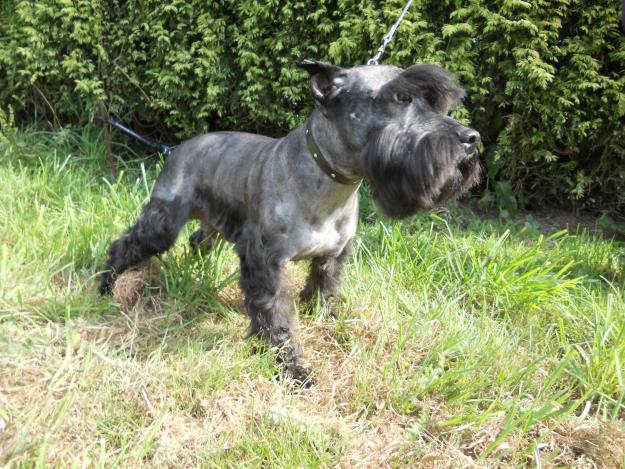 Se vende macho camada schnauzer mini negro y plata