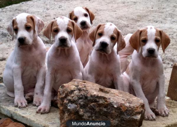 CACHORROS POINTER HIJOS CAMPEÓN DE ESPAÑA