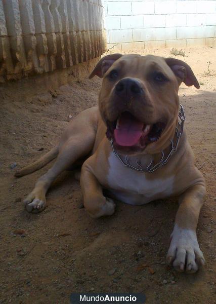 American Pitbull Terrier PARA MONTAS