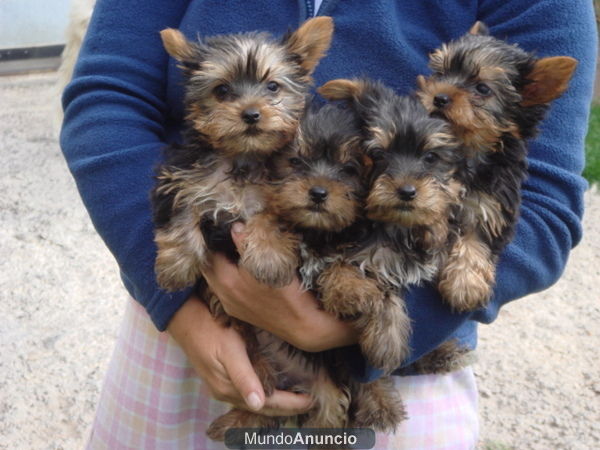 BOXER, LABRADOR, YORKSHIRE TERRIER TOY, CANICHE, COCKER INGLES, PIT BULL, PERROS DE AGUA, FOX TERRIER, DALMATAS, ROTTWEI