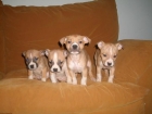 Camada American Staffordshire Terrier lista para entregar - mejor precio | unprecio.es