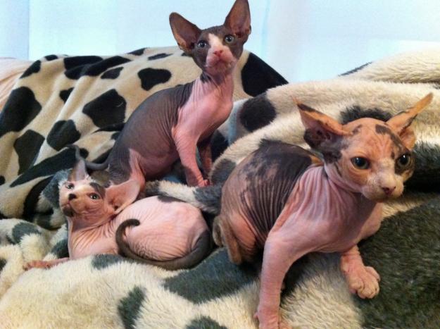 CAMADA GATO SPHYNX