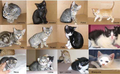 Gatitos pequeños en adopción