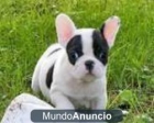 Gratis Regalo Cachorros de Bulldog Frances para su adopcion . - mejor precio | unprecio.es