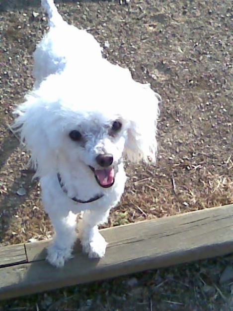 ofresco caniche toy para monta