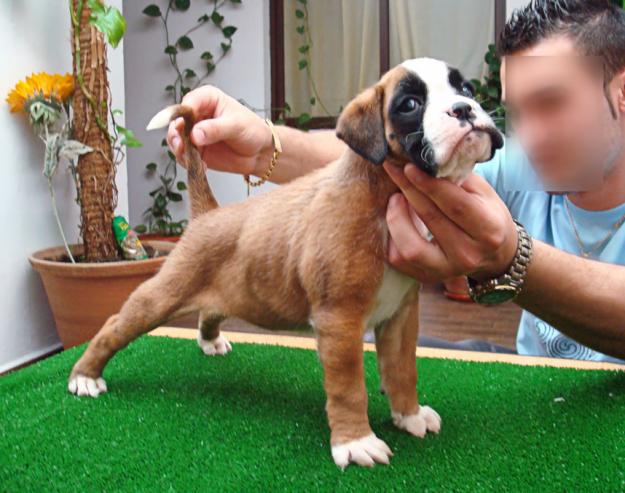 Preciosidades Boxer color dorado con frente y pecho marcados en blanco