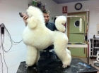 se vende o cambia macho de caniche gigante blanco - mejor precio | unprecio.es