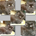 ultimo gatito persa macho color chocolate x 230 - mejor precio | unprecio.es