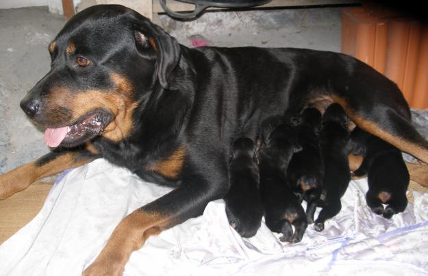 Vendo Rottweilers