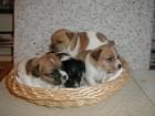 Venta de cachorros jack russel terrier macho/hembra 120 - mejor precio | unprecio.es