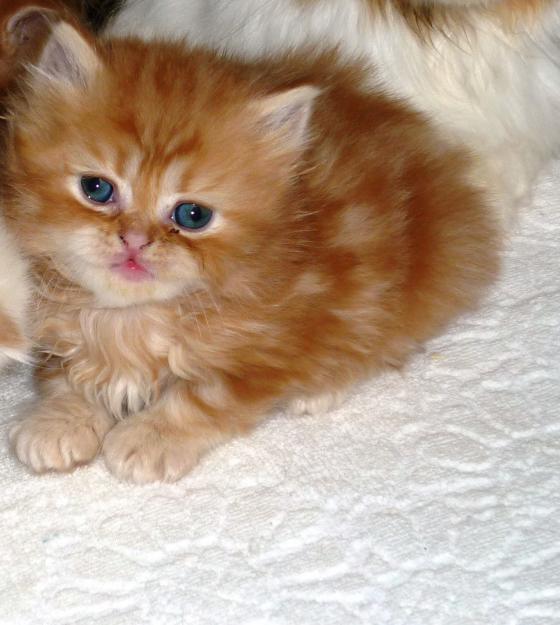 PRECIOSOS GATITOS PERSAS PUROS ECONÓMICOS