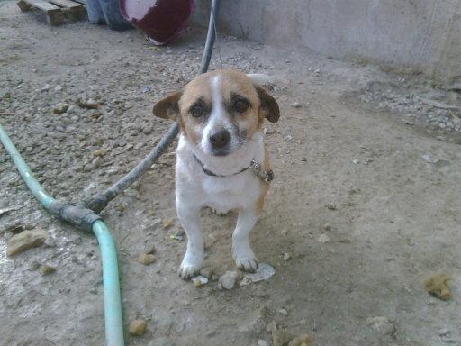 BRUCE, abuelito cruce de chiguagua, MUY URGENTE encontrar un hogar, llora constantemente!!