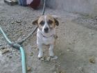 BRUCE, abuelito cruce de chiguagua, MUY URGENTE encontrar un hogar, llora - mejor precio | unprecio.es
