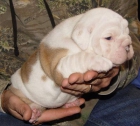 Bulldog Inglés cachorros disponibles. - mejor precio | unprecio.es