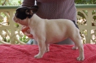 Cachorrita de Bulldog Frances - mejor precio | unprecio.es