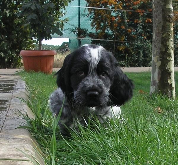 Cocker Spaniel Inglés