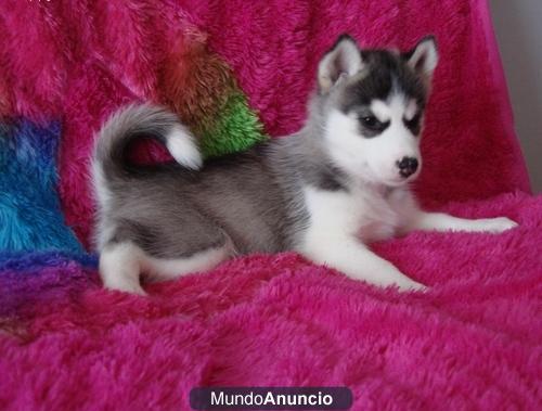 Encantador y adorable cachorro husky siberiano