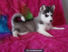 Encantador y adorable cachorro husky siberiano - mejor precio | unprecio.es