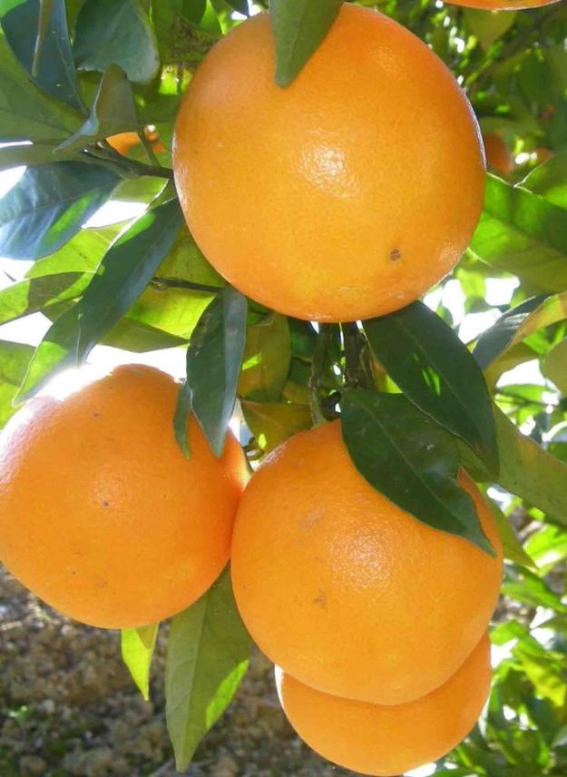 Naranjas al por mayor
