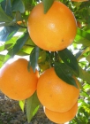 Naranjas al por mayor - mejor precio | unprecio.es