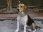 PERDIDA PERRA BEAGLE - mejor precio | unprecio.es