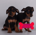 Tu Mini Pincher, tu mejor cachorro - mejor precio | unprecio.es