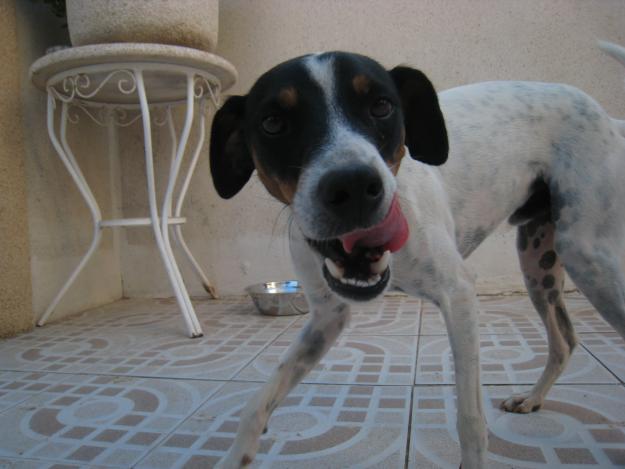 Cachorro bodeguero de un año en adopción