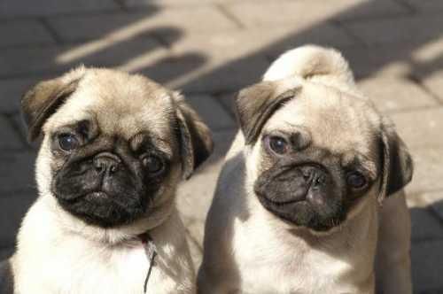 2 Carlinos Pug Excelnetes Cachorros de 1ª Calidad con Pedigre