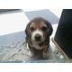 Busco cachorro beagle - mejor precio | unprecio.es