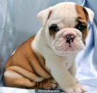 CACHORROS BULLDOG INGLES REMBOMBORY - mejor precio | unprecio.es