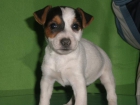 Cachorros de Jack Rusell Terrier - mejor precio | unprecio.es